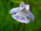 JLhIV Glechoma hederacea