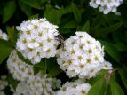 Rf} Spiraea camtoniensis