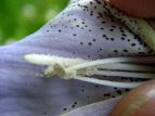 L Paulownia tomentosa