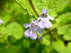  JLhIV Glechoma hederacea