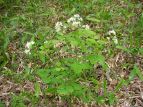 J}c\E Thalictrum aquilegifolium