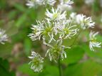 J}c\E Thalictrum aquilegifolium