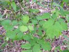 J}c\E Thalictrum aquilegifolium