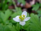 j\E Anemone flaccida