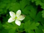 j\E Anemone flaccida