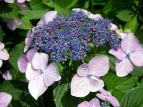 }AWTC Hydrangea serrata