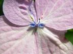 }AWTC Hydrangea serrata