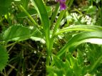 nNT`h Dactylorhiza aristata