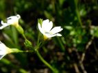 qiUN Primula nipponica