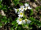 qiUN Primula nipponica