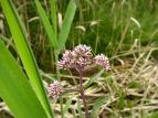 coqh Eupatorium chinense