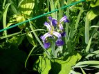 qIEMA Iris setosa