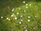 ^XQ Eriophorum vaginatum