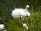 ^XQ Eriophorum vaginatum