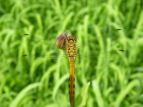 ALAJl Sympetrum frequens