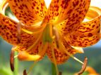 N} Lilium medeoloides