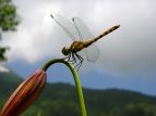 ALAJl Sympetrum frequens