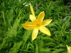 jbRELXQ Hemerocallis middendorffii