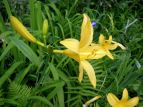 jbRELXQ Hemerocallis middendorffii