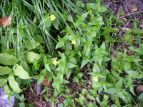 IIo~]zIYL Mimulus sessilifolius