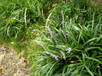 u  Liriope muscari