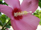 NQ Hibiscus syriacus