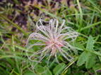 `O} Geum pentapetalum