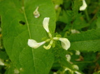 G]VIK} Pedicularis yezoensis