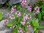 coVIK} Pedicularis chamissonis