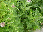 ^e}AU~ Cirsium babanum