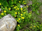 ~}LoC Potentilla matsumurae