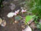 ~]\o Polygonum thunbergii