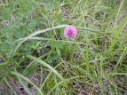 AJcNT Trifolium pratense