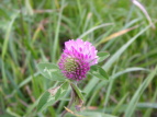 AJcNT Trifolium pratense