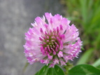 AJcNT Trifolium pratense