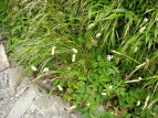 VoigEE`\E Sanguisorba albiflora