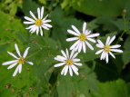 mRMN Aster ageratoides var. ovatus