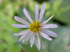 mRMN Aster ageratoides var. ovatus