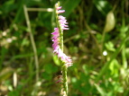 lWoi Spiranthes sinensis