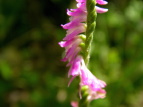 lWoi Spiranthes sinensis