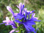 TMLE Lobelia sessilifolia