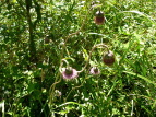 IjAU~ Cirsium borealinipponense