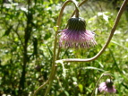 IjAU~ Cirsium borealinipponense