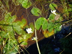 qcWOT Nymphaea tetragona