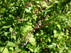 ~YqL Polygonum filiforme