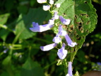 AL`EW Plectranthus longitubs