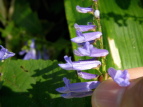 AL`EW Plectranthus longitubs