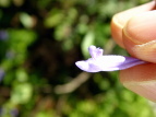 AL`EW Plectranthus longitubs