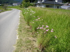 RXX Cosmos bipinnatus