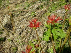 qKoi Lycoris radiata